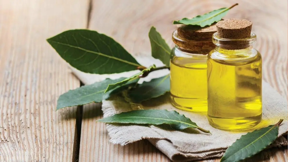 Položte bobkový list pod rohož na noc — ráno vám i váš domov poděkují 3 Položte bobkový list pod rohož na noc — ráno vám i váš domov poděkují