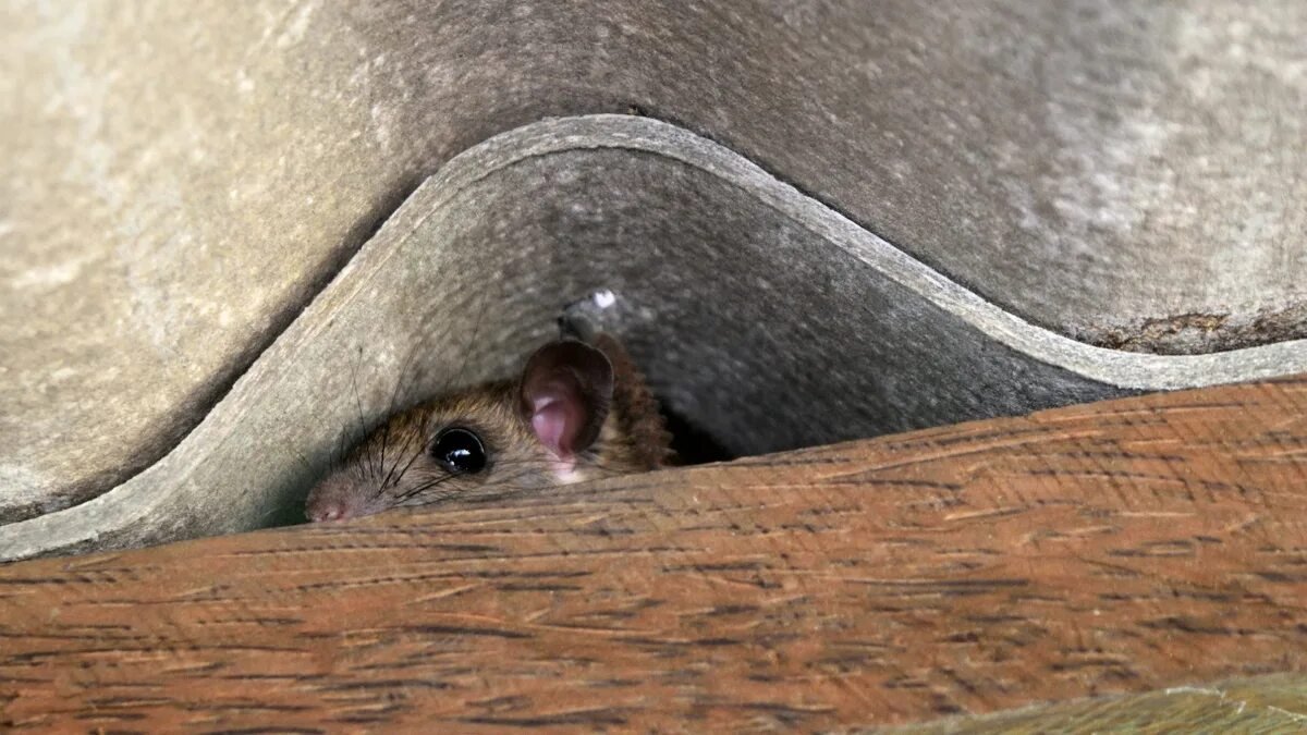 Krysy a myši se budou domům vyhýbat, když každý den uděláte rychlý 60sekundový úkol