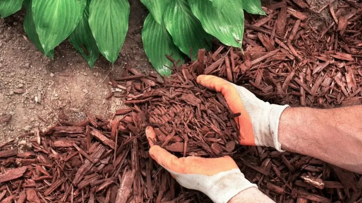 Jednoduchý zahradní odpad chrání rostliny před mrazem lépe než mnoho drahých ochran