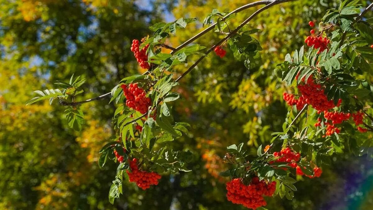 9 stromů, které udrží dvůr zelený a nepoškodí zpevněné plochy
