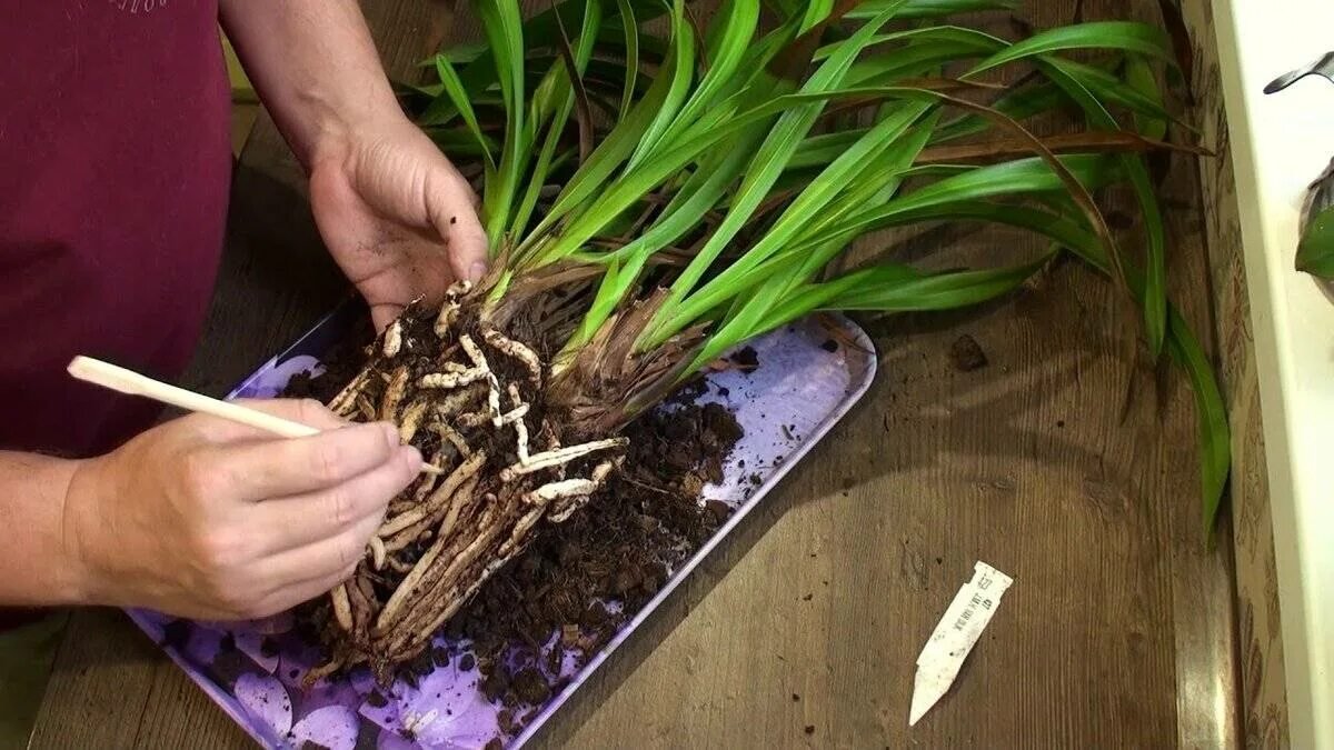 V jakém období rostliny „žádají“ nový květináč a jak to poznat