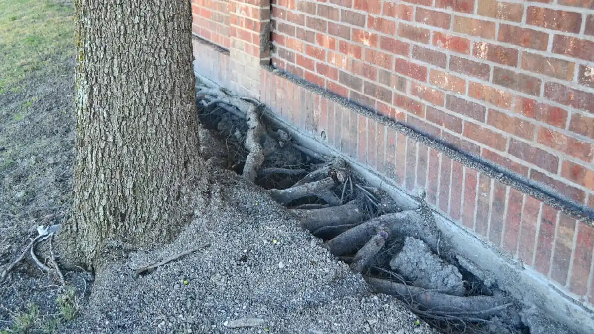 Rostliny, které rozbíjejí i beton: co nikdy nesázet na dvoře