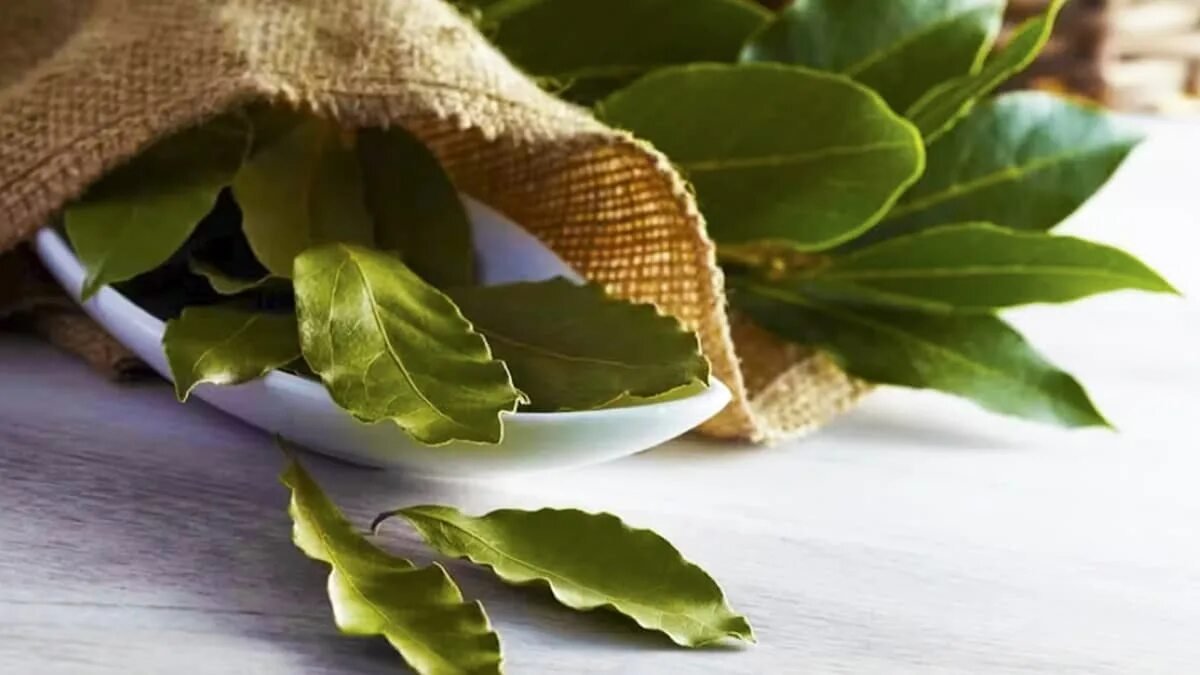 Smíchat bobkový list a jedlou sodu k čemu to je a proč se to doporučuje