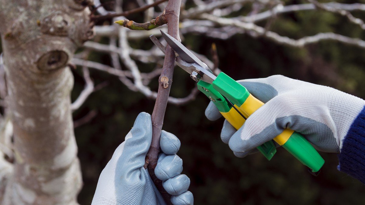 Které rostliny by se v lednu neměly stříhat, varování platné i pro české zahrady