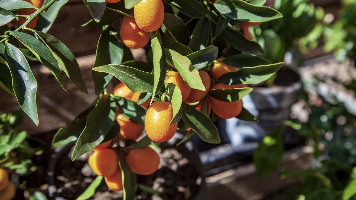 2 druhy rostlin, které stojí za to vysadit před vchod do domu v novém roce: „přitahují“ hojnost a mohou sloužit jako domácí pomoc pro celou rodinu