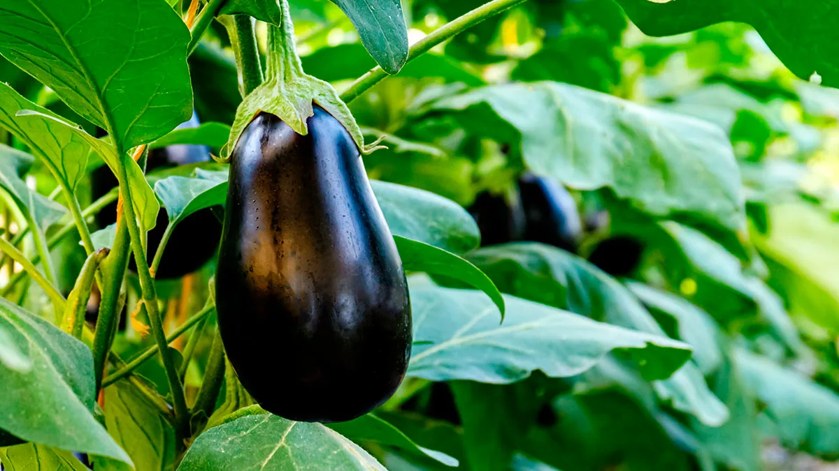 Navzdory chladu: tyto rostliny můžete vysévat už v lednu