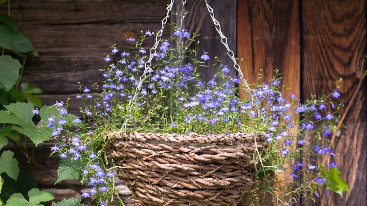 Co vysévat v lednu v Česku 3 nádherné květiny „na závist sousedům“ a 4 pravidla pro rané sazenice