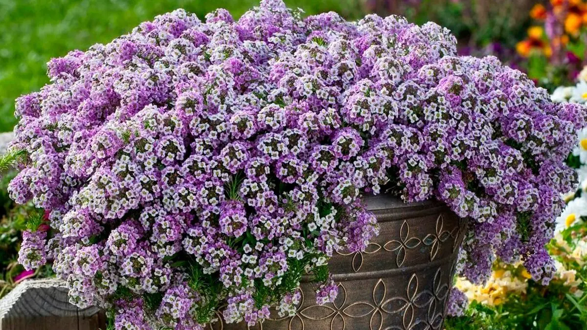 Jaké květiny vysévat na sazenice v lednu