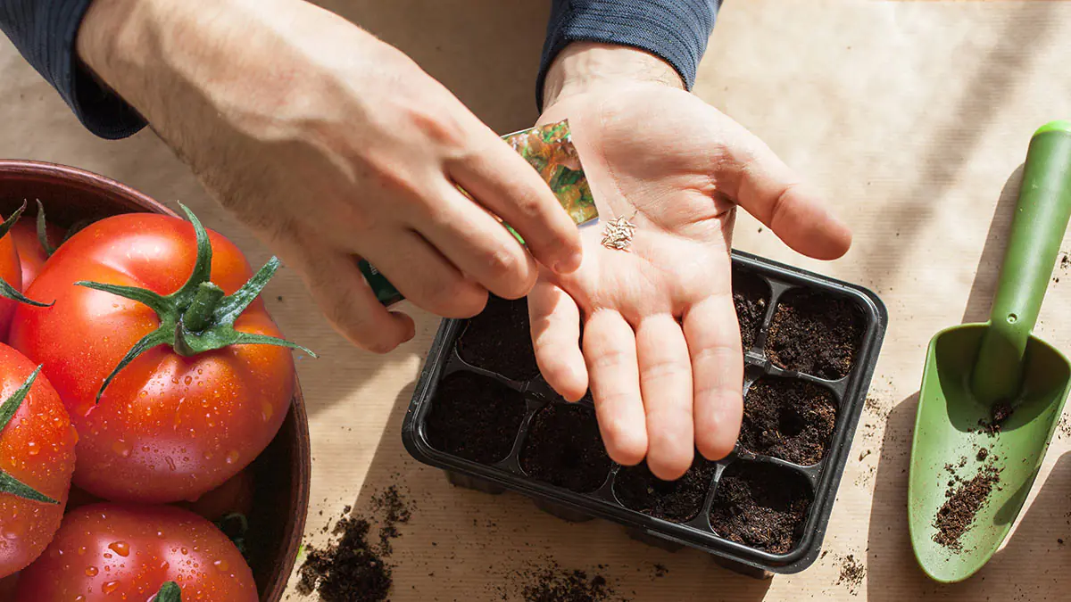 Dobře střežené tajemství zahrádkářů pro úspěšný výsev rajčat už od ledna