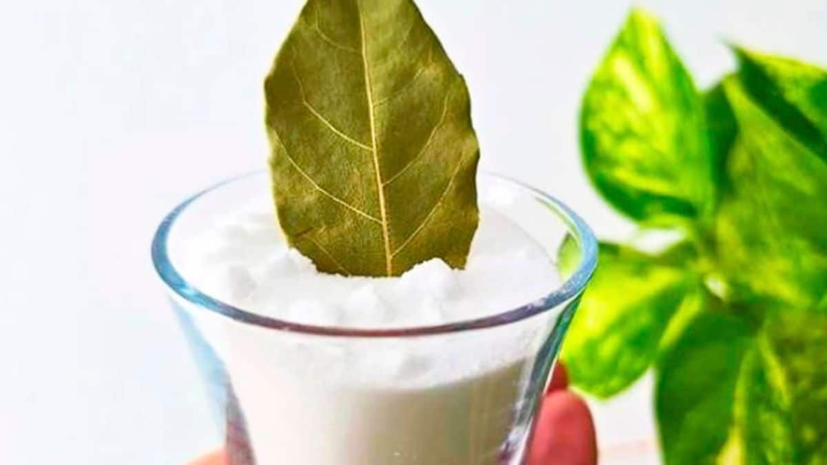 Míchání bobkového listu a jedlé sody k čemu to slouží a proč se to doporučuje