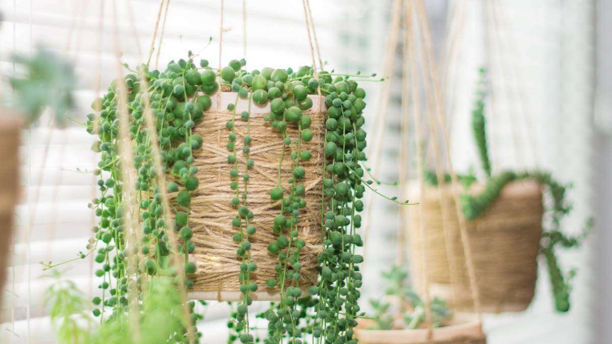 8 nápadů na mini zahrádku na terase s úspornými závěsnými květináči jako zelené řešení pro omezený prostor