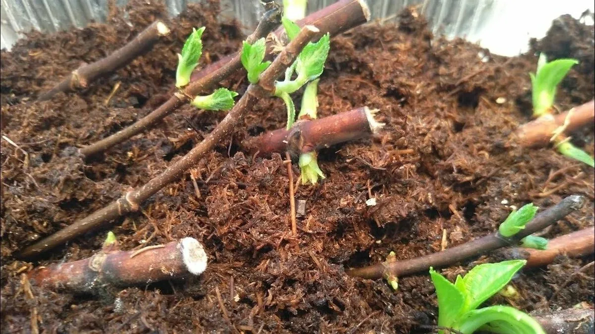 Zasaďte „klacíky“ a počkejte Každý z nich bude velkým kvetoucím keřem