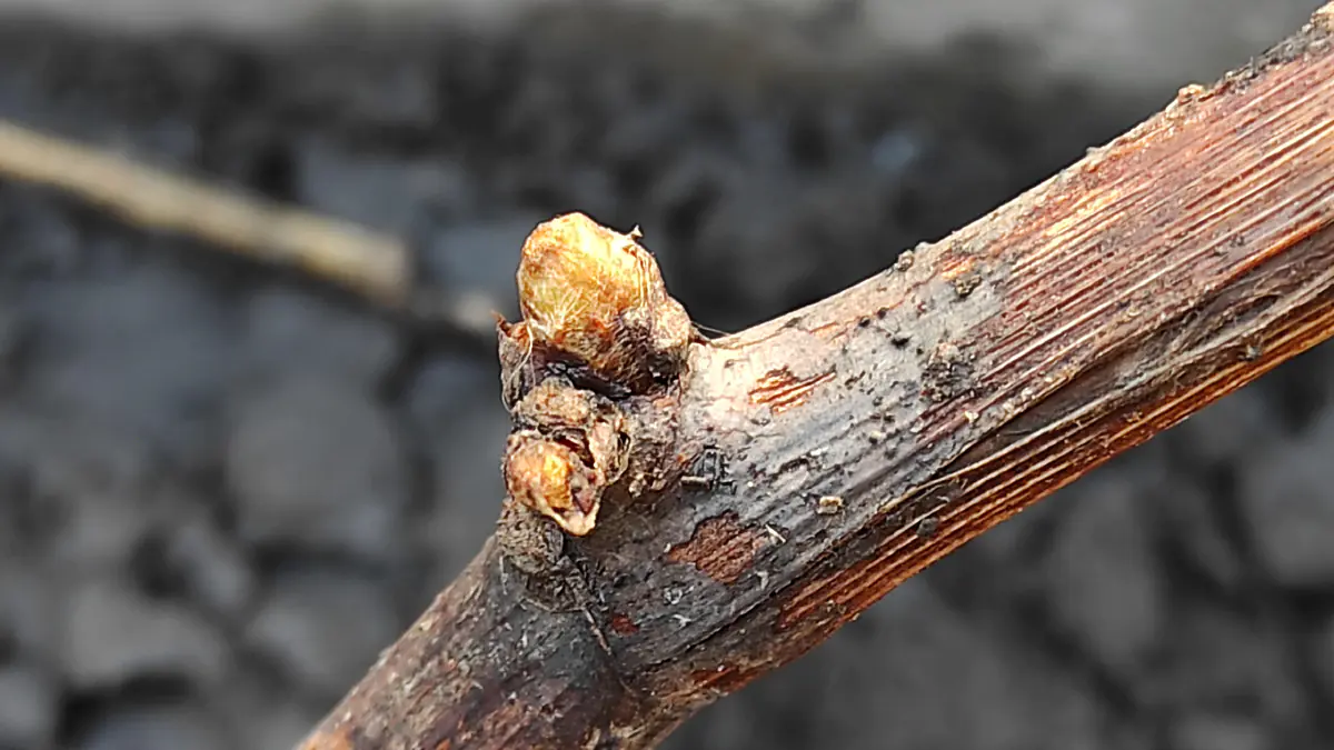 Co dělat a čemu se vyhnout na vinici v lednu