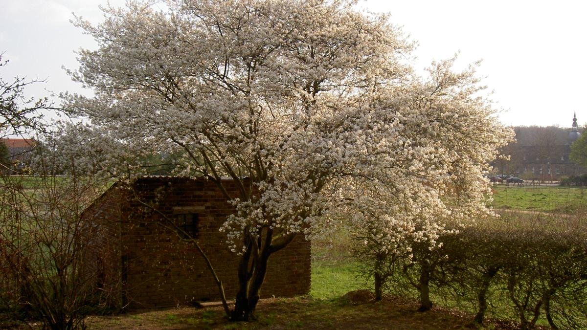 9 stromů, které udrží dvůr zelený a nepoškodí zpevněné plochy