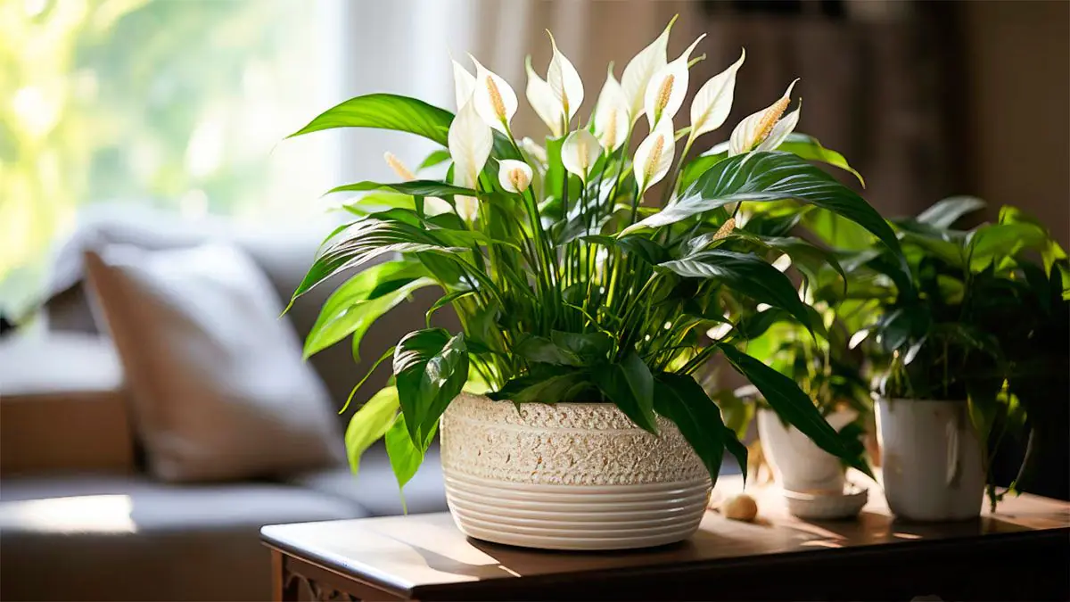 Můžete zdvojnásobit počet květů lopatkovce pomocí jednoduchého řezu – zde je návod, jak na to