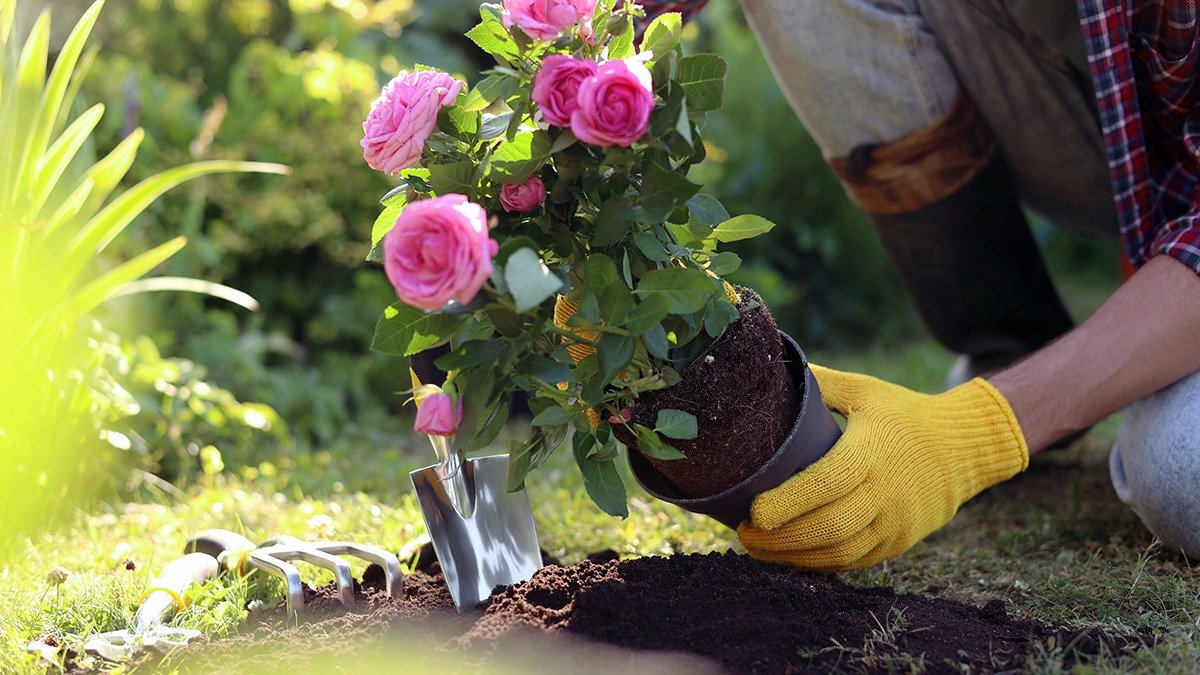Na jaře bude růžový keř plný poupat Stačí do půdy přidat jen 4 druhy hnojiv