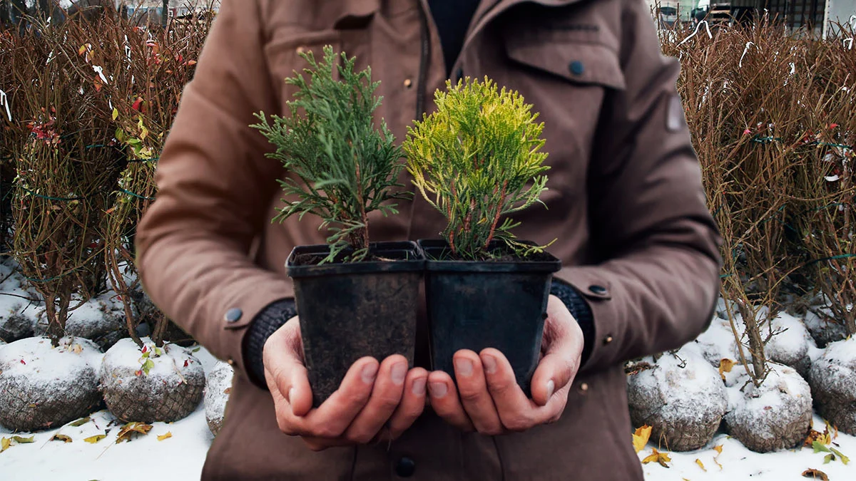 Navzdory chladu tyto rostliny můžete vysévat už v lednu