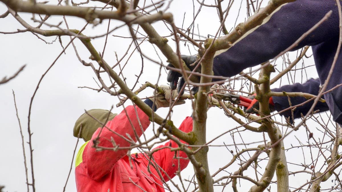 Ne upusťte okamžik těchto šest stromů je potřeba prořezat právě teď, jinak zahrada přijde o úrodu