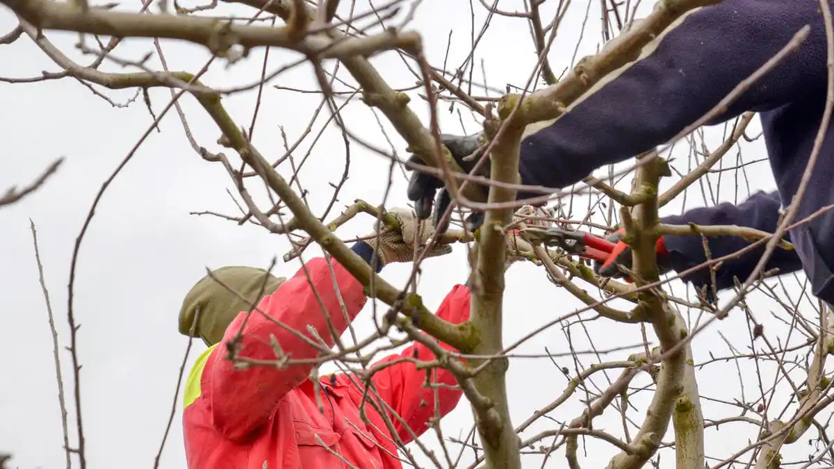 Ne upusťte okamžik těchto šest stromů je potřeba prořezat právě teď, jinak zahrada přijde o úrodu