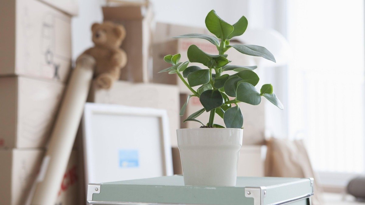 Není to jen dekorace: co podle feng shui znamená dát rostlinu na lednici