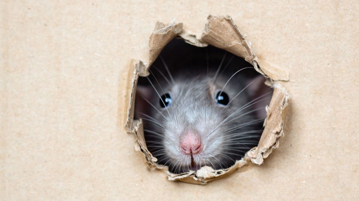 Neuvěříte, co opravdu vyhání myši z domu vyzkoušejte tuto přírodní a neomylnou metodu v zimě