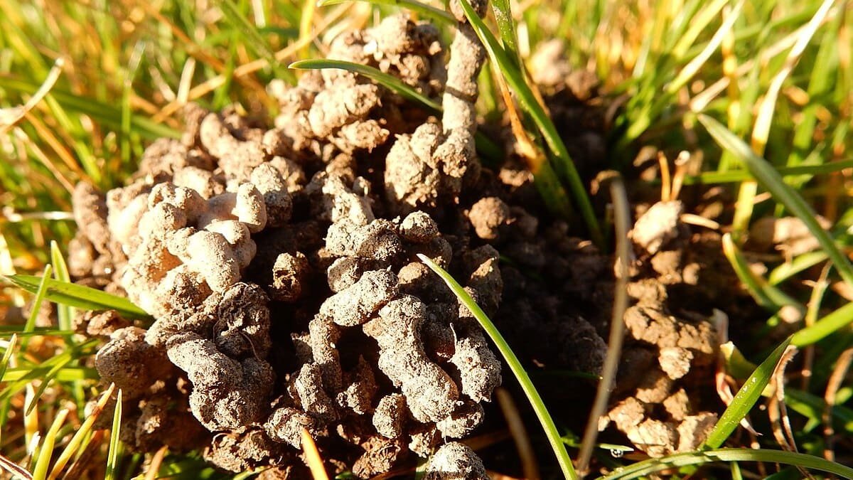 Nezbavujte se hliněných hrudek, které se objevují na vašem trávníku vaše zahrada je zdravá!