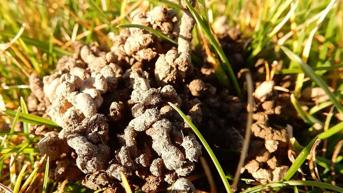 Nezbavujte se hliněných hrudek, které se objevují na vašem trávníku vaše zahrada je zdravá!