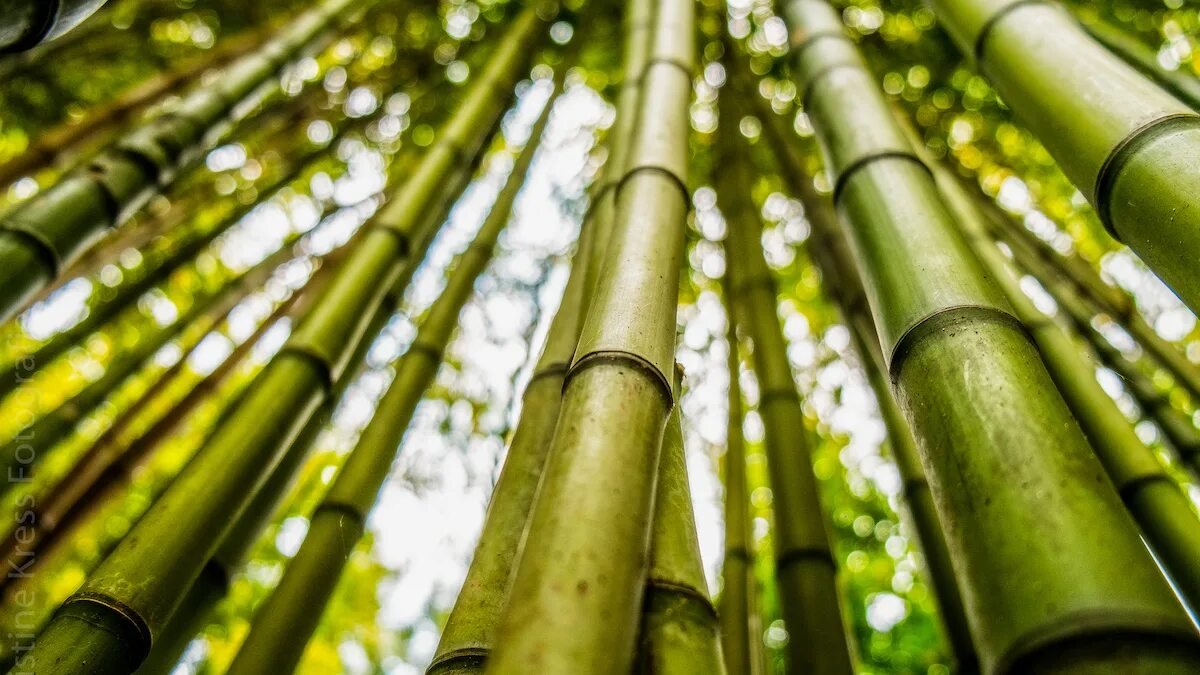 Pět stromů, které byste v Česku neměli sázet blízko domu, protože mohou způsobit problémy s infrastrukturou