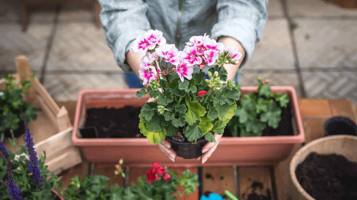 Odborník na rostliny: „Největší chyba, kterou u muškátů děláme, je nechat půdu přemokřenou (jako v ‘bažině’)“