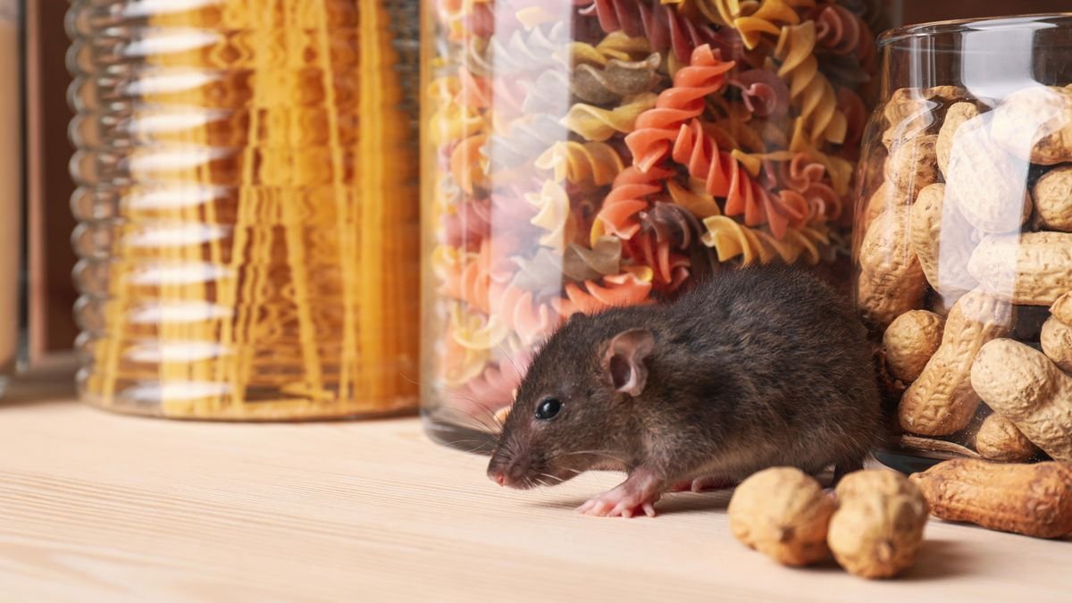 Odpudit myši a potkany bez chemie: jednoduché kuchyňské koření dokáže zázraky
