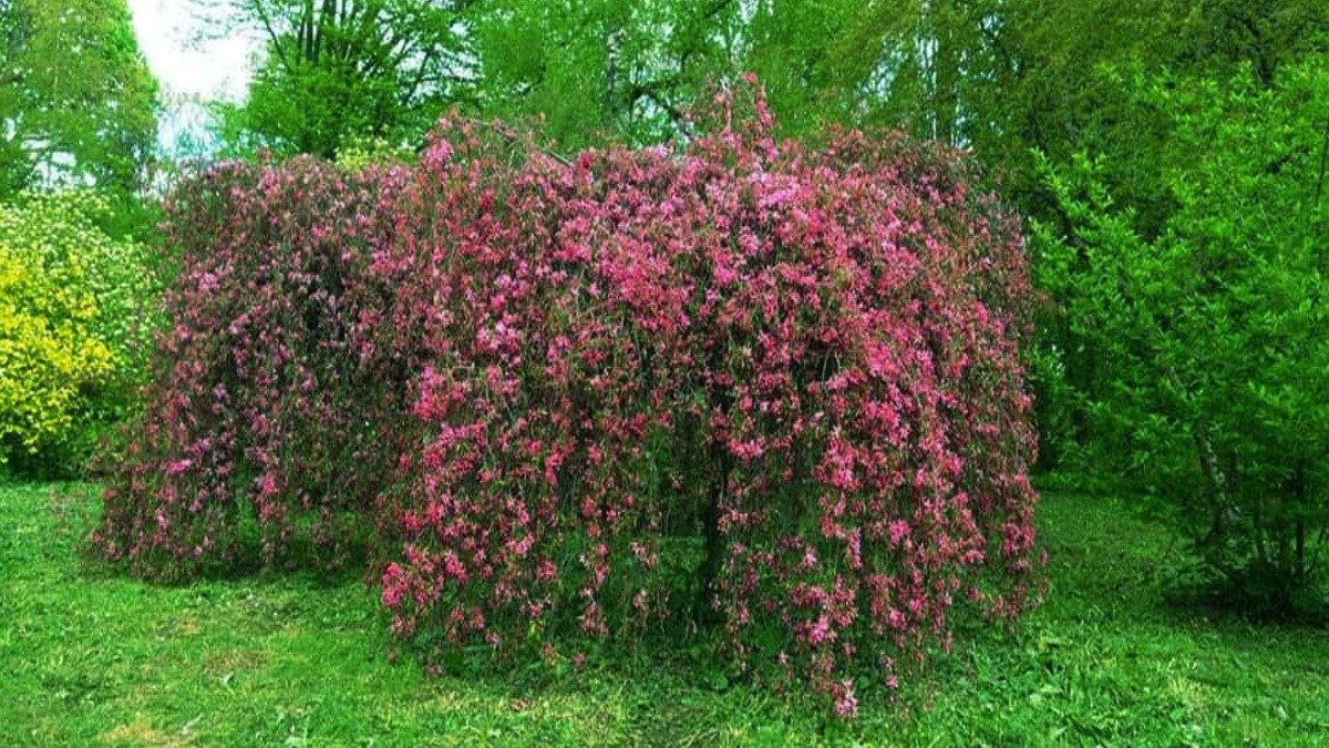 9 stromů, které udrží dvůr zelený a nepoškodí zpevněné plochy