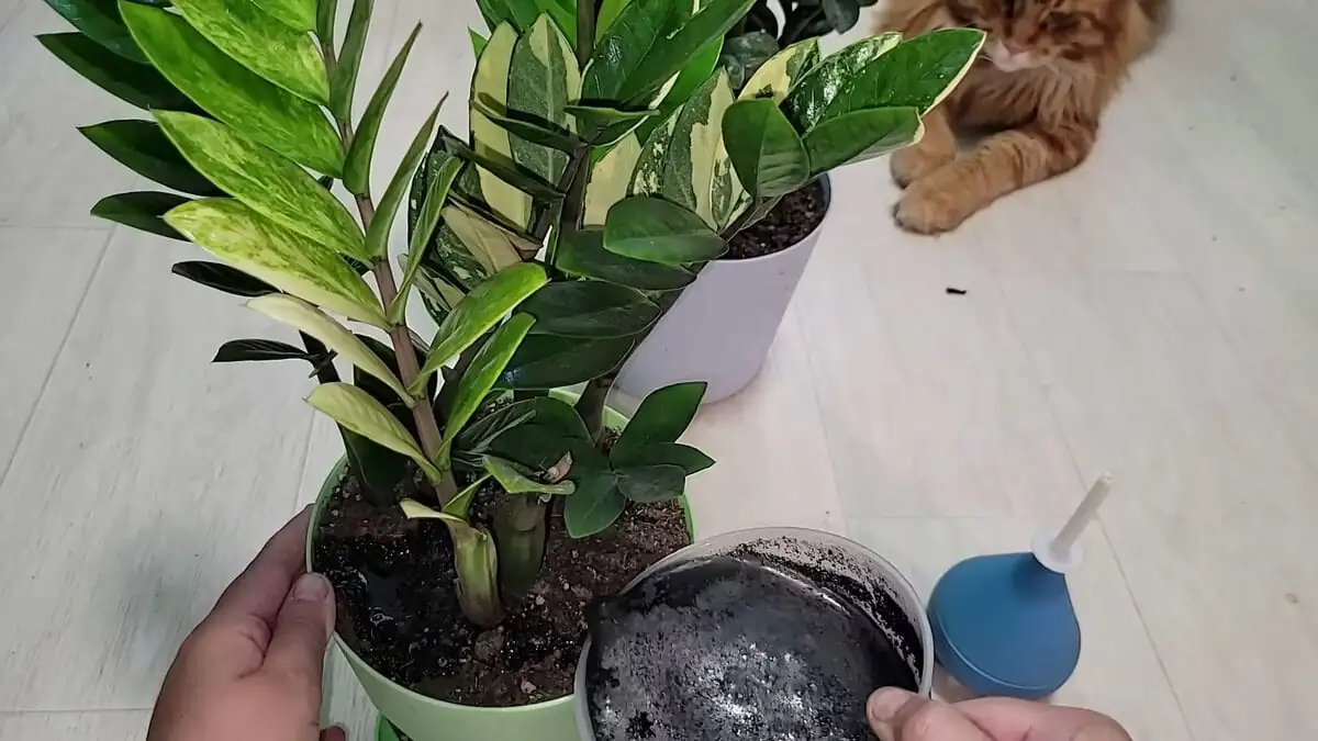 V­sypte to do květináče a promíchejte se zeminou. Zamiokulkas přestane žloutnout a vyžene spoustu nových listů i v zimě