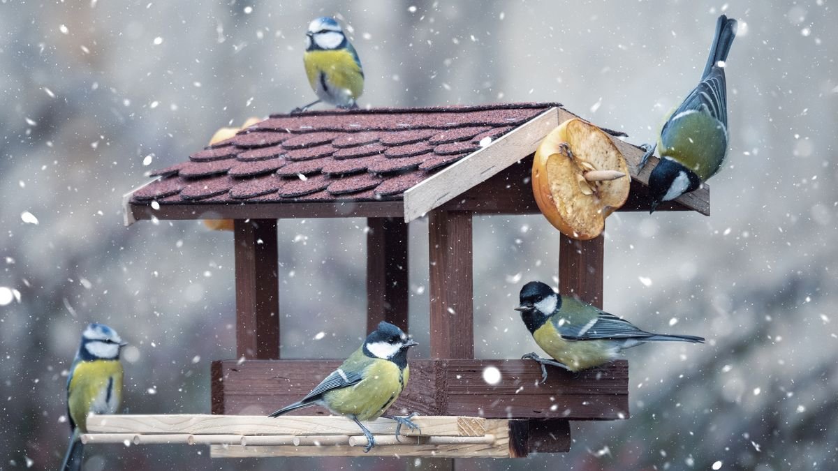 Ornitolog prozrazuje, jaké levné lednové krmivo každé ráno přiláká ptáky
