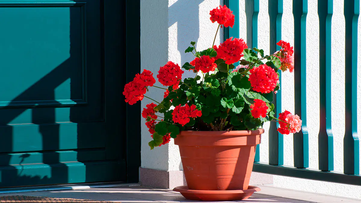 Jaké květiny vysévat na sazenice v lednu