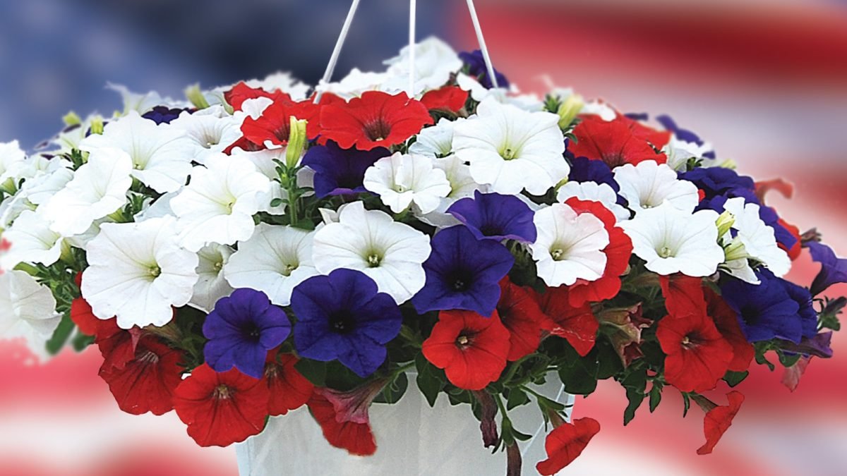 Co vysévat v lednu v Česku 3 nádherné květiny „na závist sousedům“ a 4 pravidla pro rané sazenice