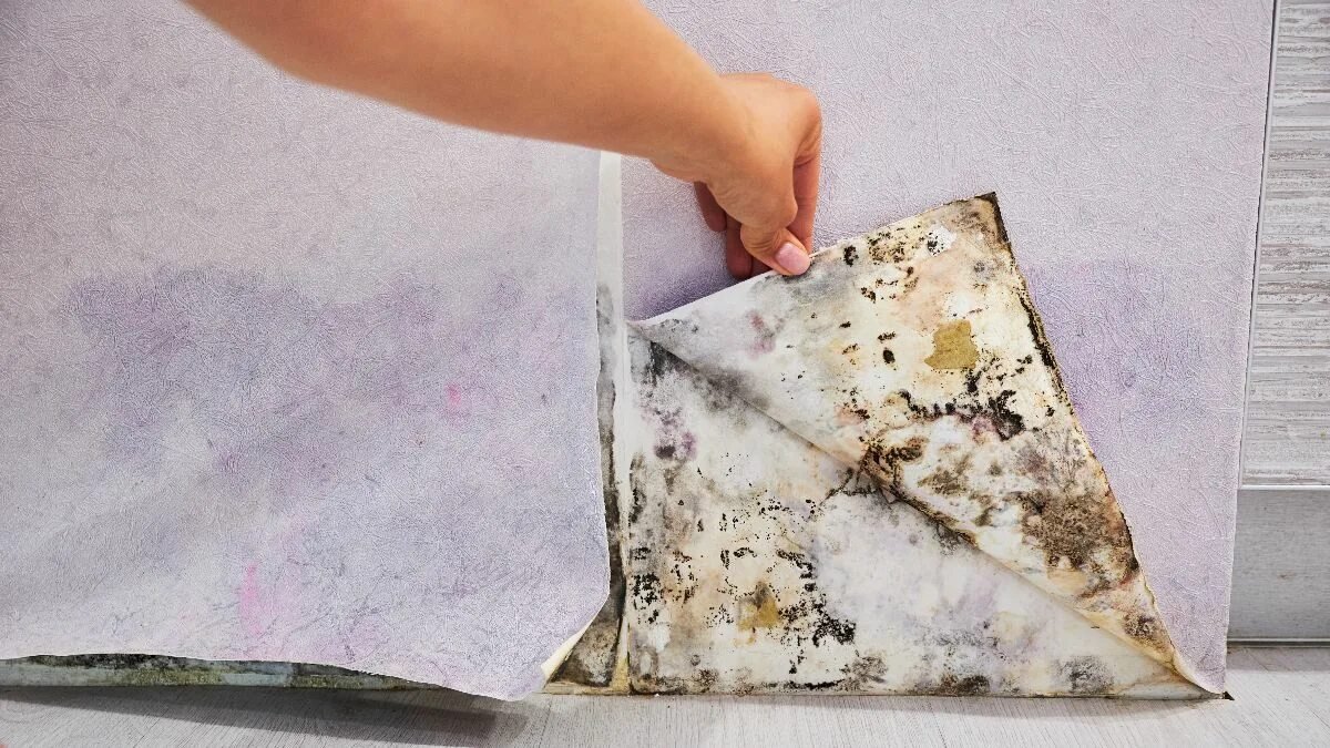 Plíseň v zimě? Existuje jedna jednoduchá chyba, kterou doma dělá téměř každý