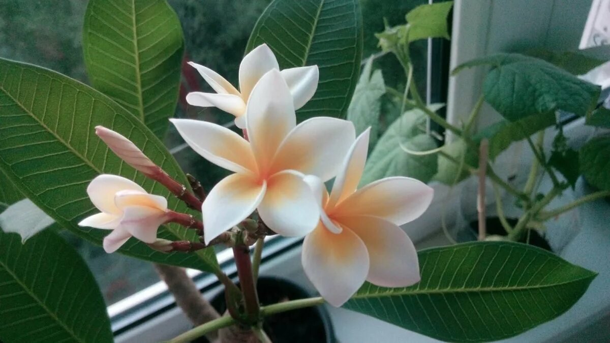 Představujeme 6 voňavých rostlin ideálních pro dekoraci domova: vytváříme teplou a příjemnou atmosféru