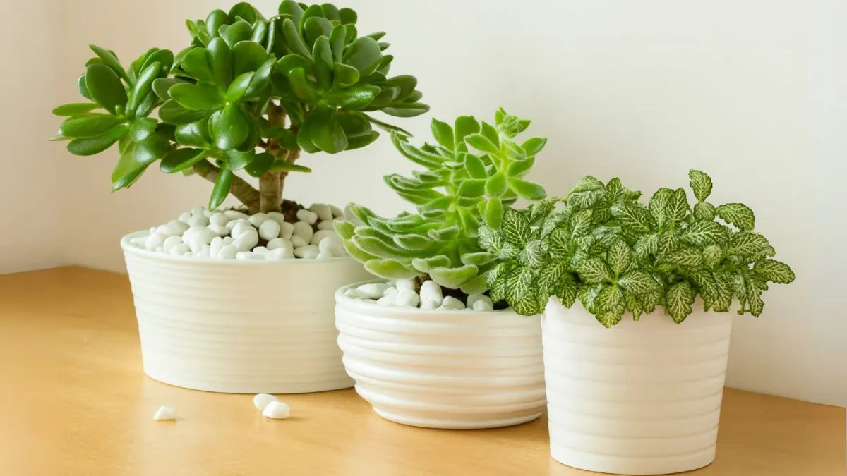 Rostliny pro zaneprázdněné lidi druhy které přežijí v kanceláři i v bytě bez neustálé kontroly