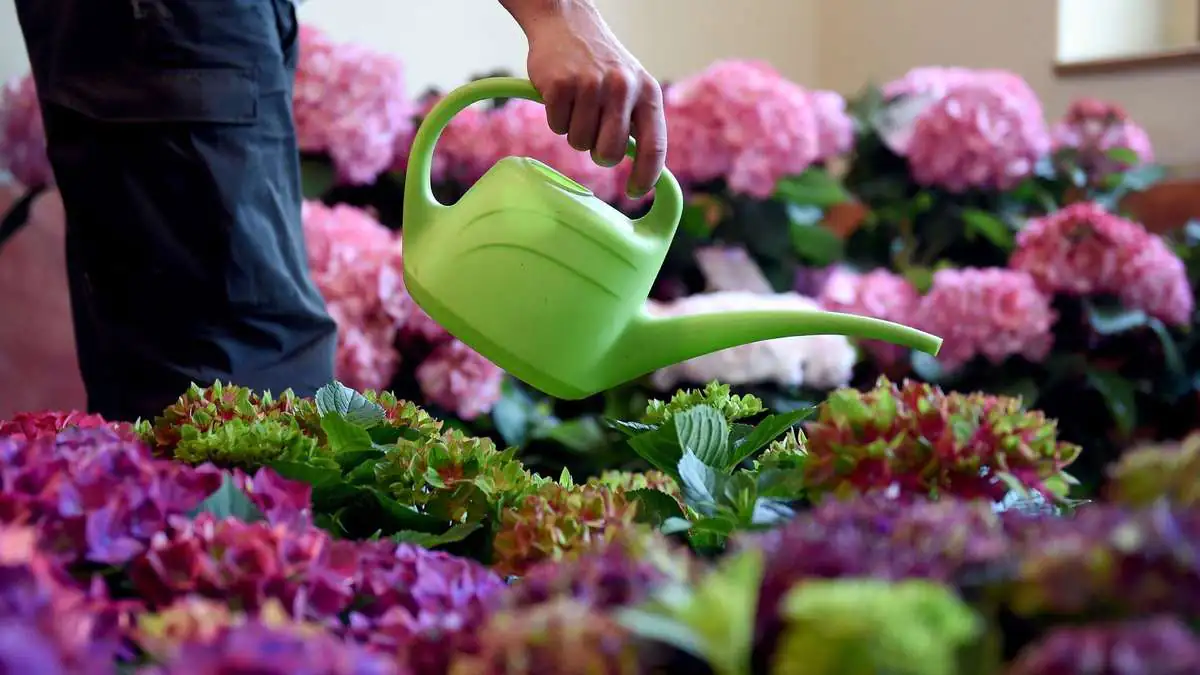 Pohled na hlavní zahradní trendy