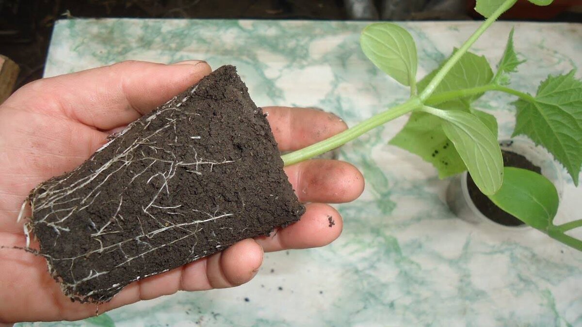 Tajemství japonských zahrádkářů, které zachrání vaši úrodu: okurky porostou jako z vody i v tom nejchladnějším českém létě