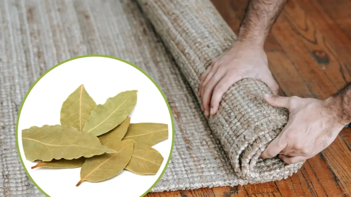 Položte bobkový list pod rohož na noc — ráno vám i váš domov poděkují