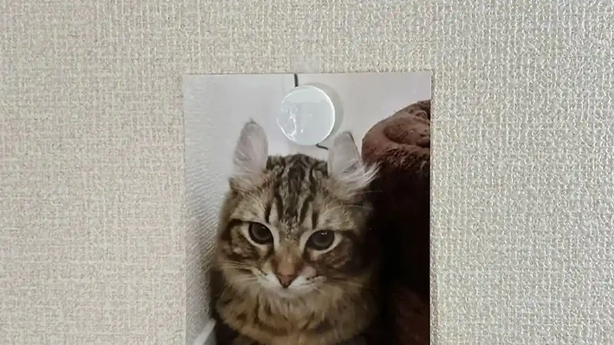 „Vrtat do stěn není potřeba!“ Způsob, jak pověsit fotografie a obrazy, o kterém si lidé říkají: „Aha, tak takhle…“