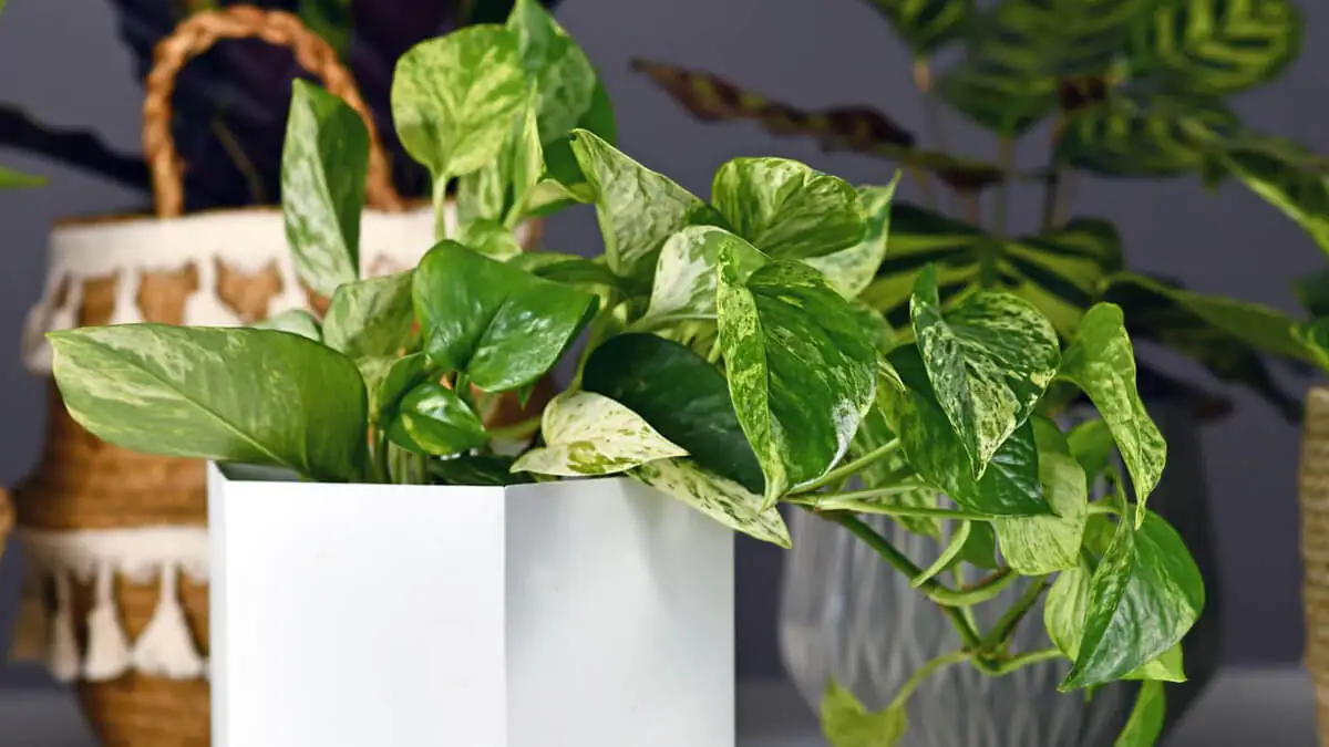 Pět pokojových rostlin, které oživí energii ve vašem domově