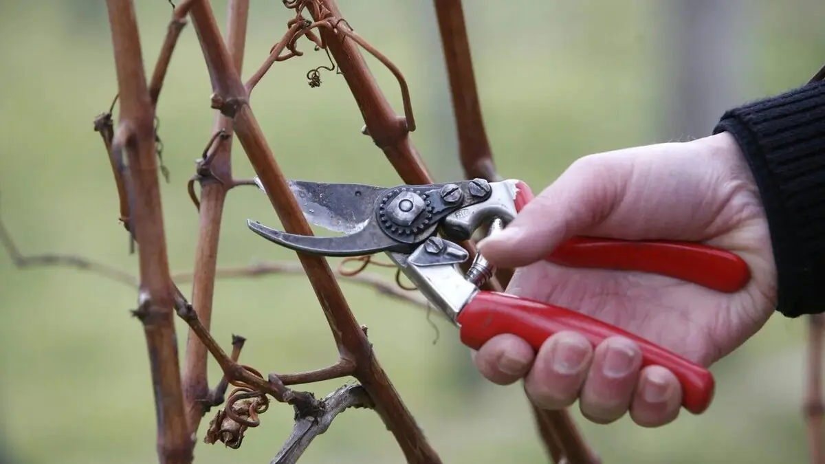 Co dělat a čemu se vyhnout na vinici v lednu