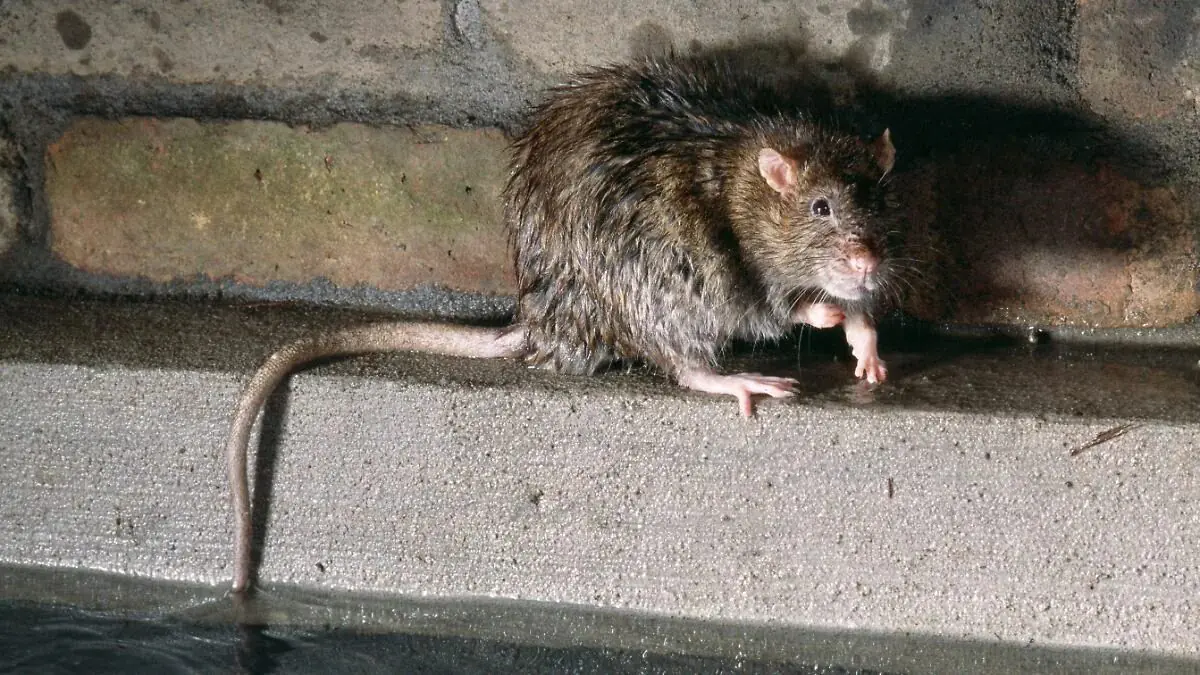 Stačí jediný list: jak se v zimě zbavit myší a potkanů