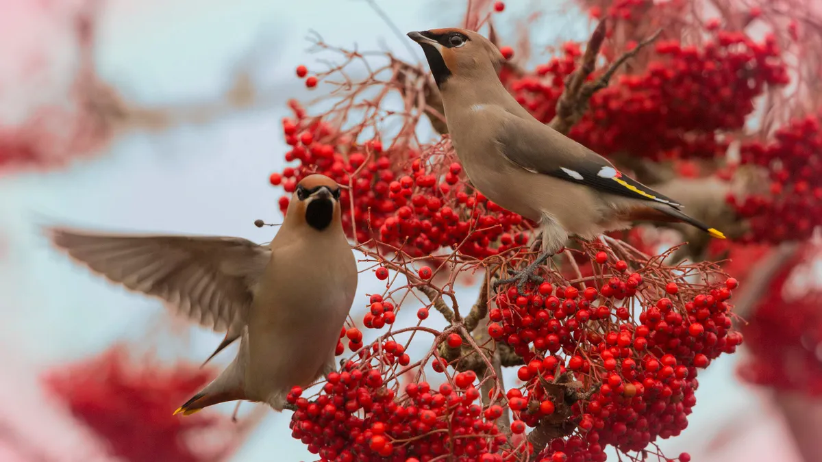 Účinnější než ptačí krmivo: objevte běžnou věc, která přitahuje ptáky po celou zimu