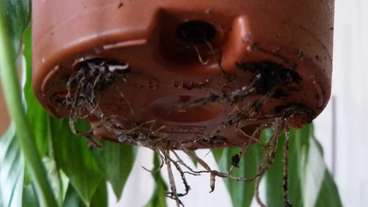 Proč je otvor na dně květináče tak důležitý pro zdraví rostlin