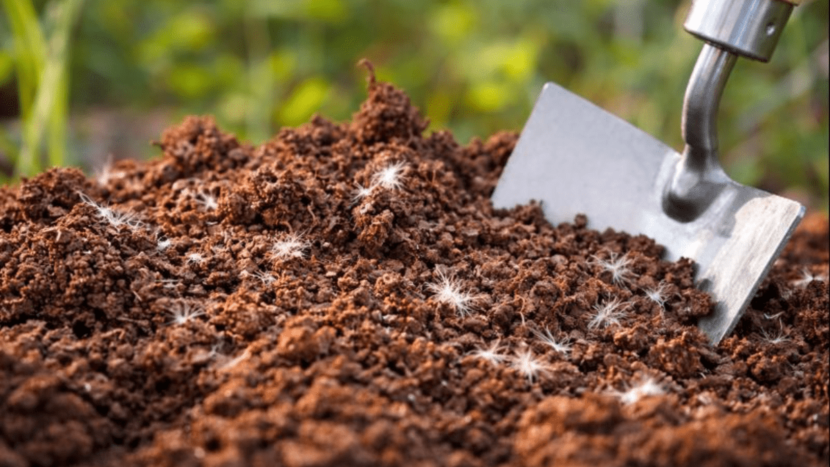 Od sladkých snů k bujným záhonům péřové polštáře se mění v hnojivo lepší než kupované osvědčená rada prověřená léty