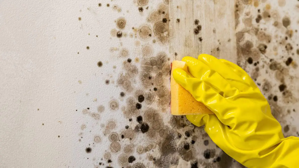 Sbohem plíseň na zdech: přírodní trik, který funguje lépe než bělidlo