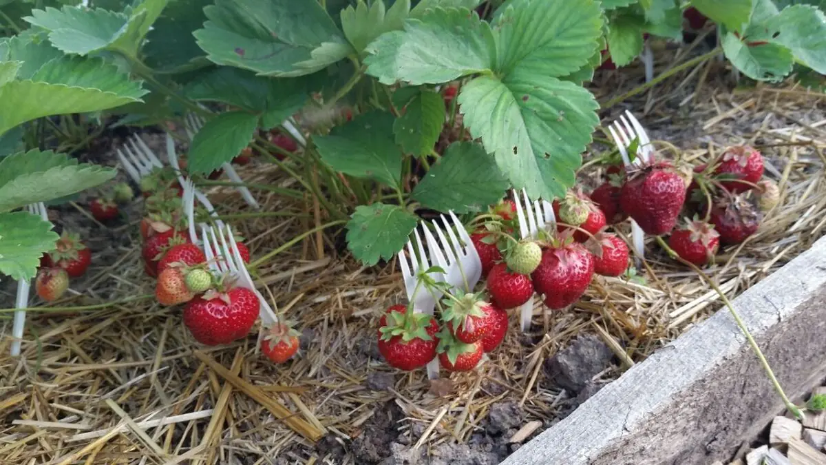 Proč se plastové příbory stále častěji objevují na záhonech a mohou v létě zachránit úrodu trik který znají i čeští zahrádkáři